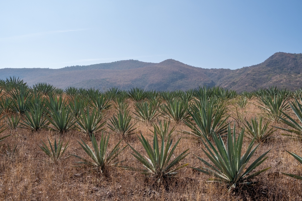 Productores de mezcal 1